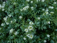 Nasturtium officinale 22, Witte waterkers, Saxifraga-Ed Stikvoort : Finisterre en Santiago de Compostela A900