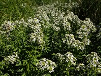 Nasturtium officinale 23, Witte waterkers, Saxifraga-Ed Stikvoort