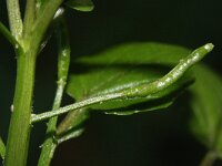 Nasturtium officinale 4, Witte waterkers, Saxifraga-Rutger Barendse