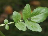 Nasturtium officinale 5, Witte waterkers, Saxifraga-Rutger Barendse