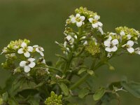 Nasturtium officinale 6, Witte waterkers, Saxifraga-Willem van Kruijsbergen