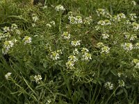 Nasturtium officinale 7, Witte waterkers, Saxifraga-Willem van Kruijsbergen