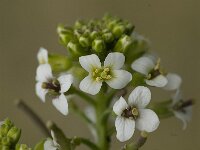 Nasturtium officinale 8, Witte waterkers, Saxifraga-Jan van der Straaten