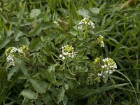 Nasturtium officinale 9, Witte waterkers, Saxifraga-Jan van der Straaten