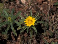 Nauplius aquaticus 2, Saxifraga-Jan van der Straaten