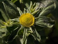 Nauplius aquaticus 4, Saxifraga-Jan van der Straaten