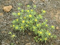 Nauplius aquaticus 5, Saxifraga-Hans Grotenhuis