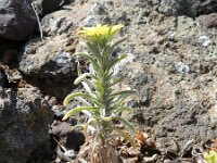 Nauplius graveolens ssp odorus 3, Saxifraga-Rutger Barendse