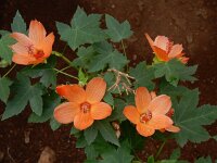 Navaea phoenicea 2, Saxifraga-Ed Stikvoort