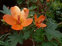 Navaea phoenicea 3, Saxifraga-Ed Stikvoort