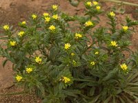 Neatostema apulum 10, Saxifraga-Willem van Kruijsbergen