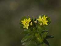 Neatostema apulum 2, Saxifraga-Jan van der Straaten