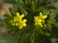 Neatostema apulum 3, Saxifraga-Willem van Kruijsbergen