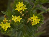Neatostema apulum 5, Saxifraga-Willem van Kruijsbergen