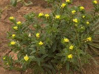 Neatostema apulum 7, Saxifraga-Willem van Kruijsbergen