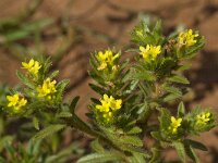 Neatostema apulum 8, Saxifraga-Willem van Kruijsbergen