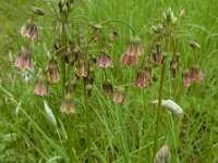 Nectaroscordum siculum 2, Saxifraga-Ed Stikvoort