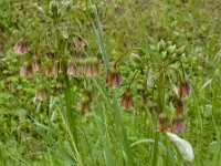 Nectaroscordum siculum 3, Saxifraga-Ed Stikvoort