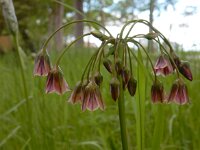 Nectaroscordum siculum 4, Saxifraga-Ed Stikvoort