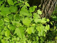Neillia tanakae 2, Saxifraga-Rutger Barendse