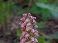 Neotinea maculata 14, Saxifraga-Ed Stikvoort