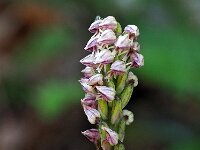 Neotinea maculata 15, Saxifraga-Hans Dekker