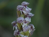 Neotinea maculata 6, Saxifraga-Willem van Kruijsbergen