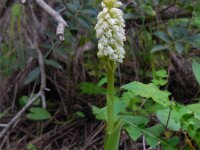 Neotinea maculata 9, Saxifraga-Ed Stikvoort