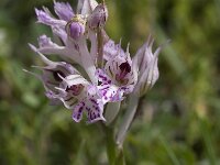 Neotinea tridentata 10, Saxifraga-Willem van Kruijsbergen