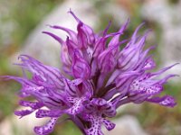 Neotinea tridentata 14, Saxifraga-Hans Dekker