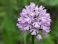 Neotinea tridentata 23, Saxifraga-Hans Dekker