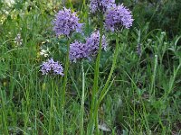 Neotinea tridentata 25, Saxifraga-Harry Jans