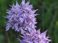 Neotinea tridentata 26, Saxifraga-Harry Jans