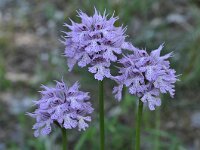 Neotinea tridentata 27, Saxifraga-Harry Jans
