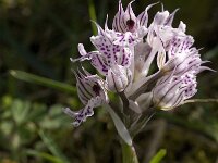 Neotinea tridentata 6, Saxifraga-Jan van der Straaten