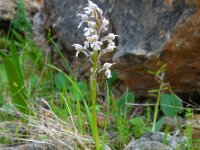 Neotinea tridentata ssp conica 16, Saxifraga-Ed Stikvoort