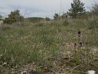 Neotinea ustulata 10, Aangebrande orchis, Saxifraga-Willem van Kruijsbergen