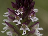 Neotinea ustulata 11, Aangebrande orchis, Saxifraga-Willem van Kruijsbergen