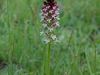 Neotinea ustulata 12, Aangebrande orchis, Saxifraga-Willem van Kruijsbergen