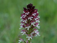 Neotinea ustulata 13, Aangebrande orchis, Saxifraga-Willem van Kruijsbergen