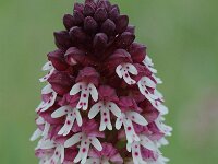 Neotinea ustulata 14, Aangebrande orchis, Saxifraga-Willem van Kruijsbergen