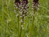 Neotinea ustulata 15, Aangebrande orchis, Saxifraga-Marijke Verhagen
