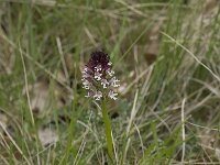 Neotinea ustulata 16, Aangebrande orchis, Saxifraga-Willem van Kruijsbergen