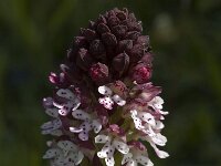 Neotinea ustulata 17, Aangebrande orchis, Saxifraga-Jan van der Straaten