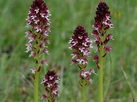 Neotinea ustulata 18, Aangebrande orchis, Saxifraga-Willem van Kruijsbergen