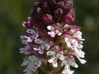 Neotinea ustulata 2, Aangebrande orchis, Saxifraga-Jan van der Straaten