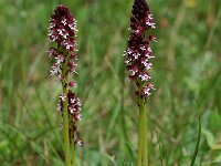Neotinea ustulata 20, Aangebrande orchis, Saxifraga-Willem van Kruijsbergen