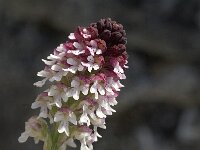 Neotinea ustulata 22, Aangebrande orchis, Saxifraga-Jan van der Straaten