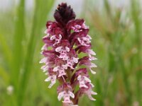 Neotinea ustulata 23, Aangebrande orchis, Saxifraga-Jan Willem Jongepier