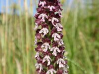 Neotinea ustulata 24, Aangebrande orchis, Saxifraga-Jan Willem Jongepier